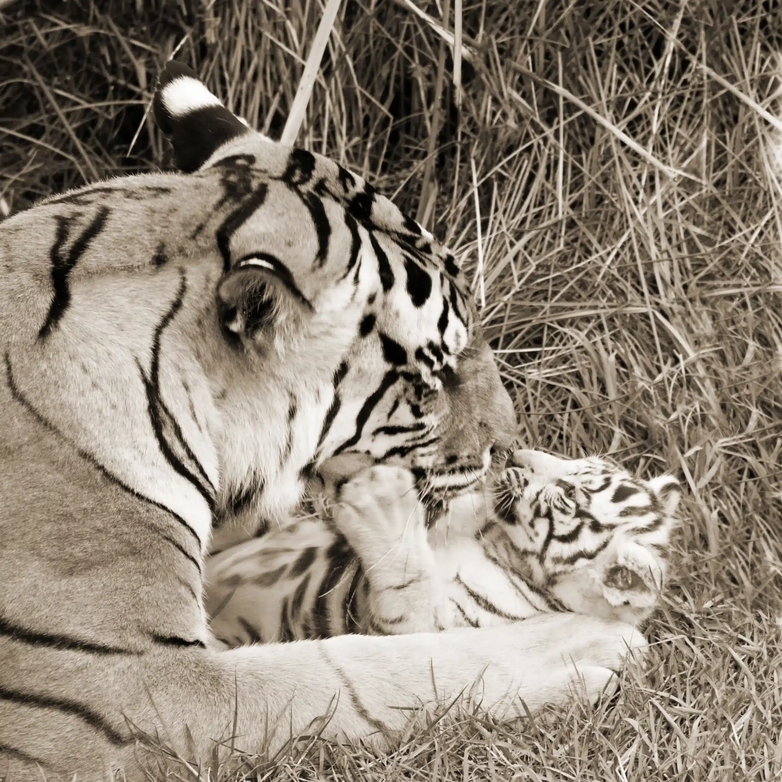 2009 Tigress Julie and her tiny cub Tibo