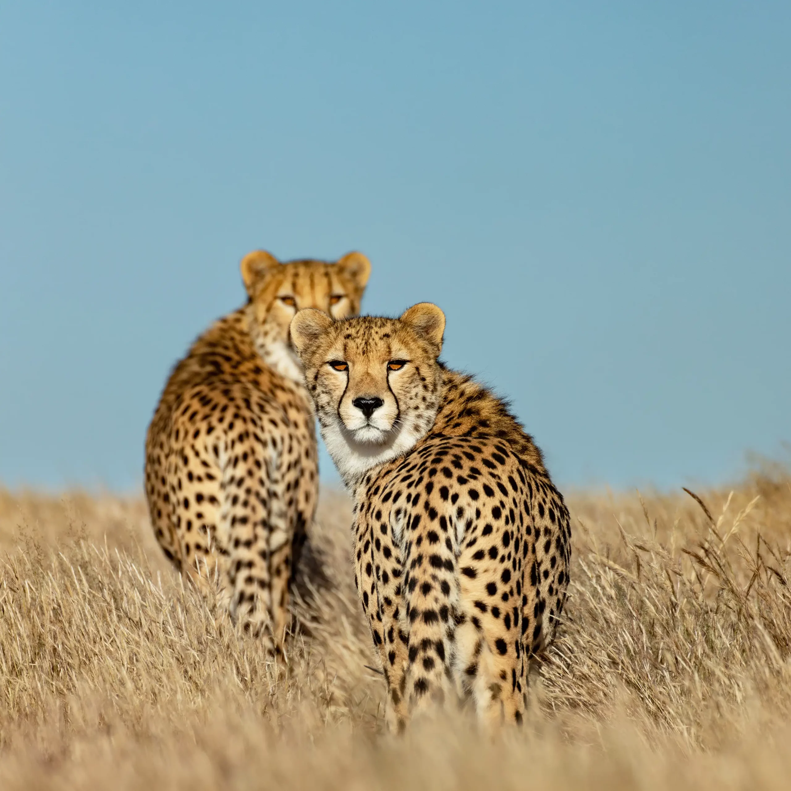A Metapopulation Story