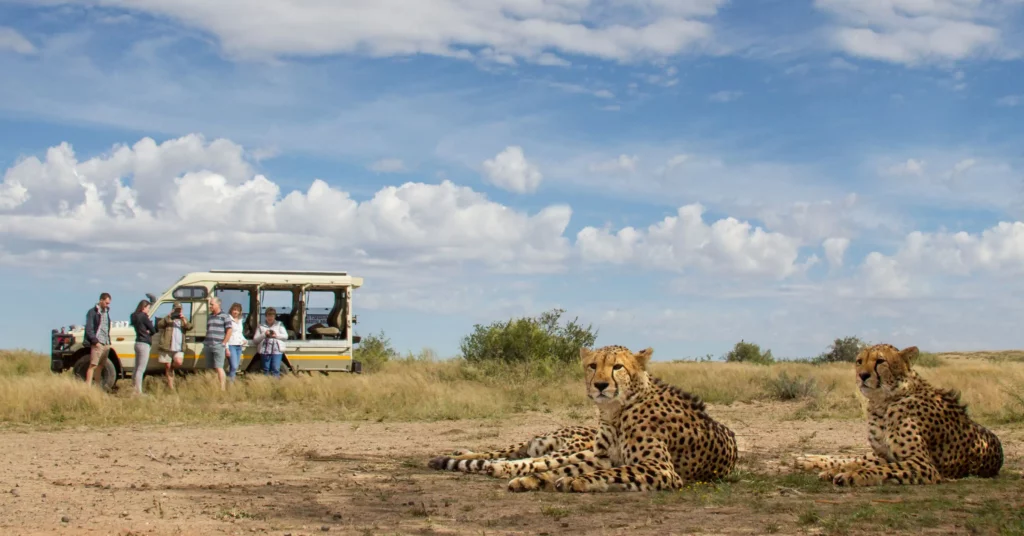 A Unique Encounter with Nature's Fastest Land Animal  
