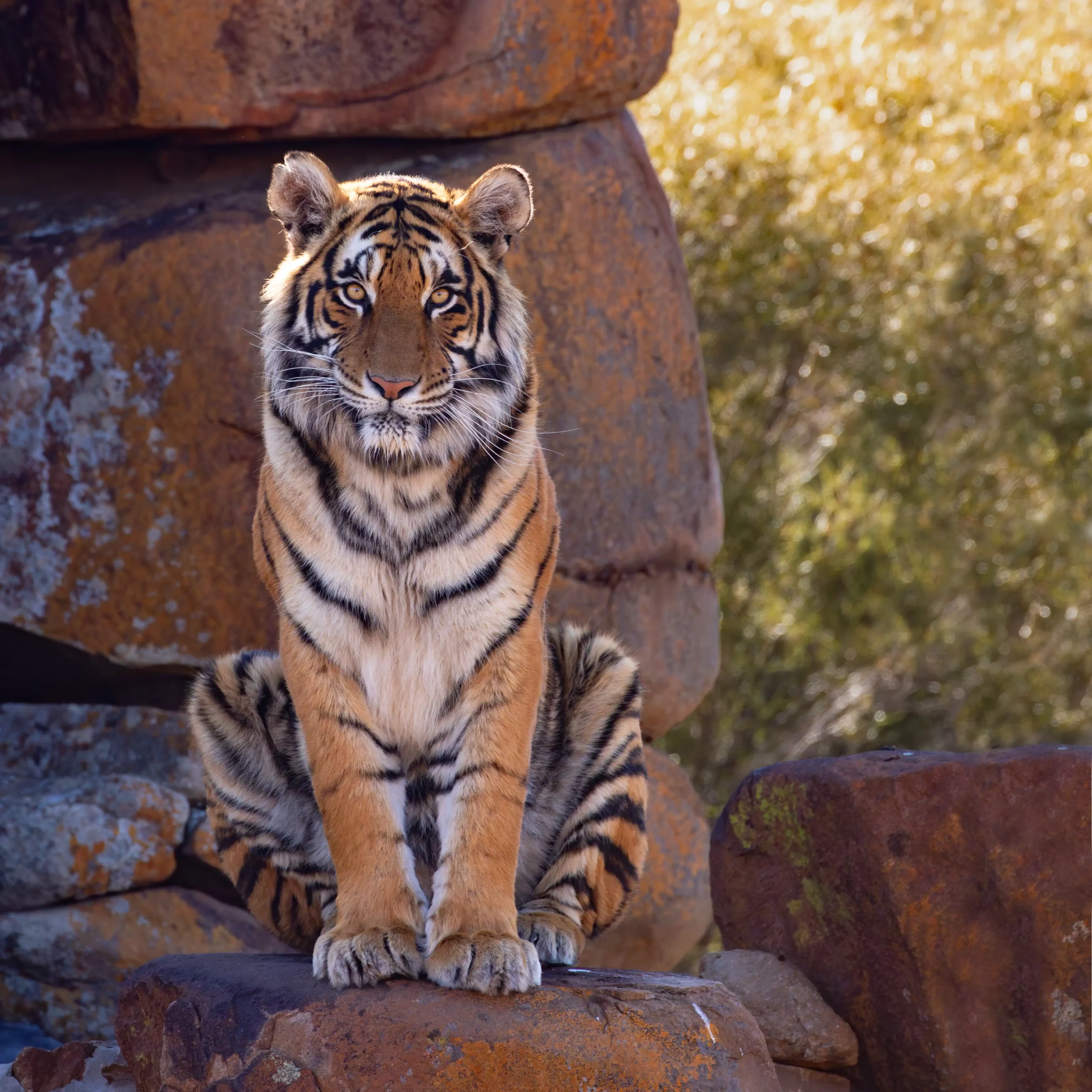 Kishindo - Accommodation Tiger