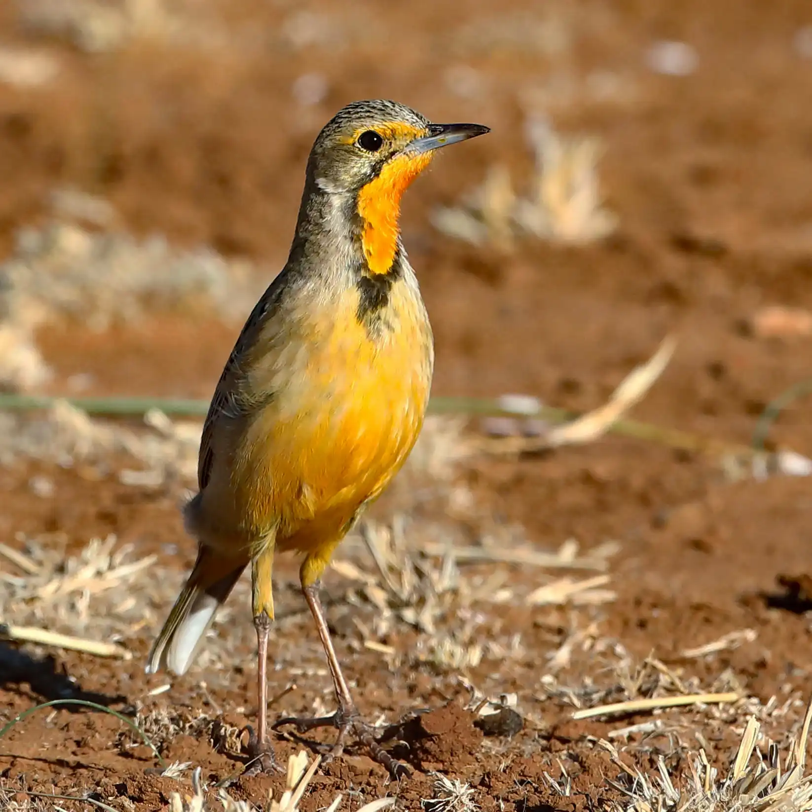 Kishindo - Bird Watching (11)