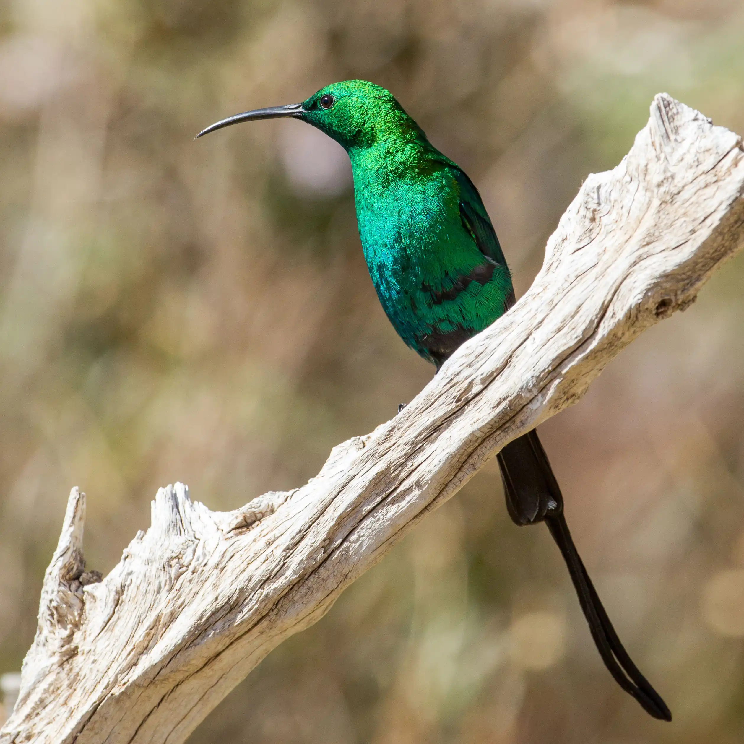Kishindo - Bird Watching (12)