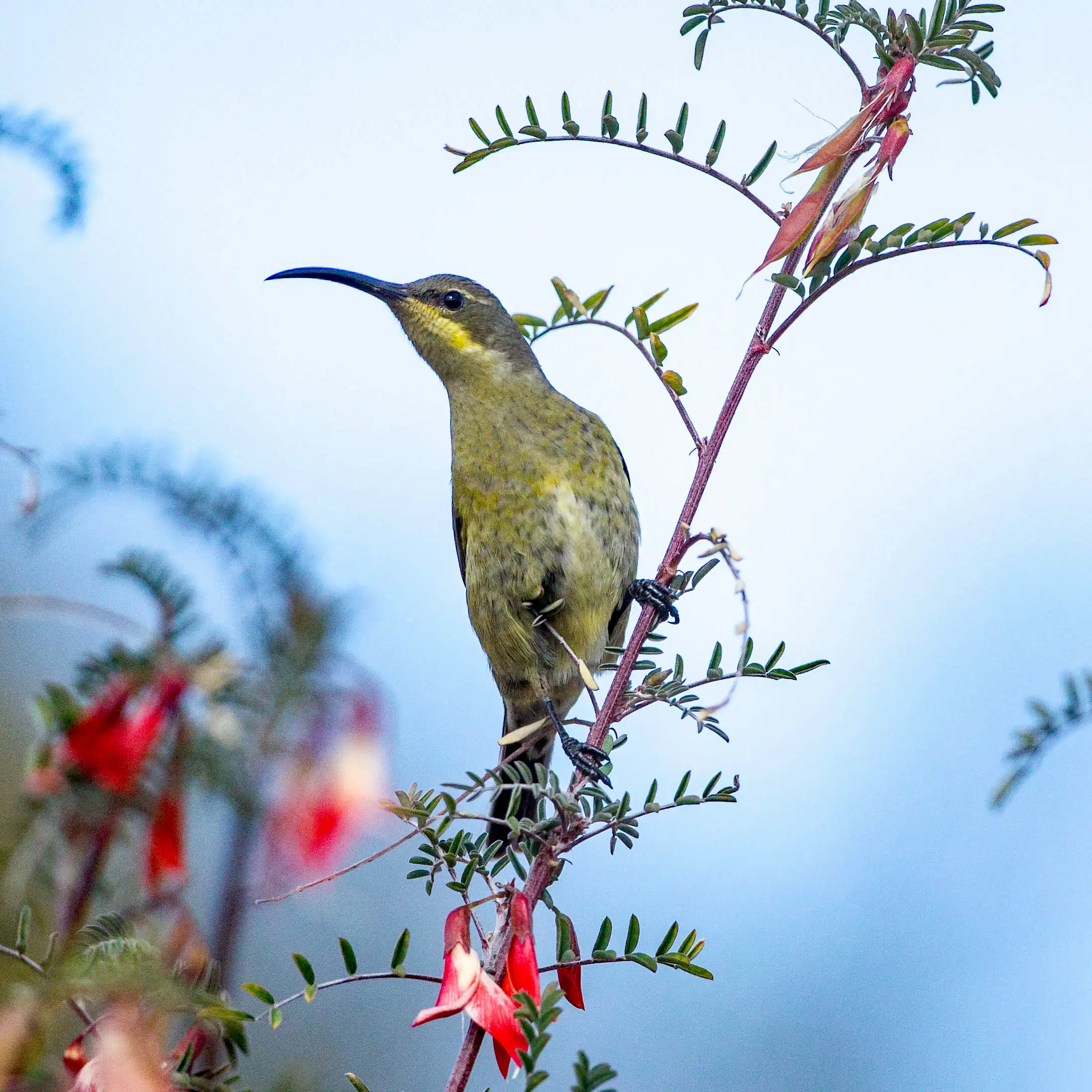 Kishindo - Bird Watching (13)
