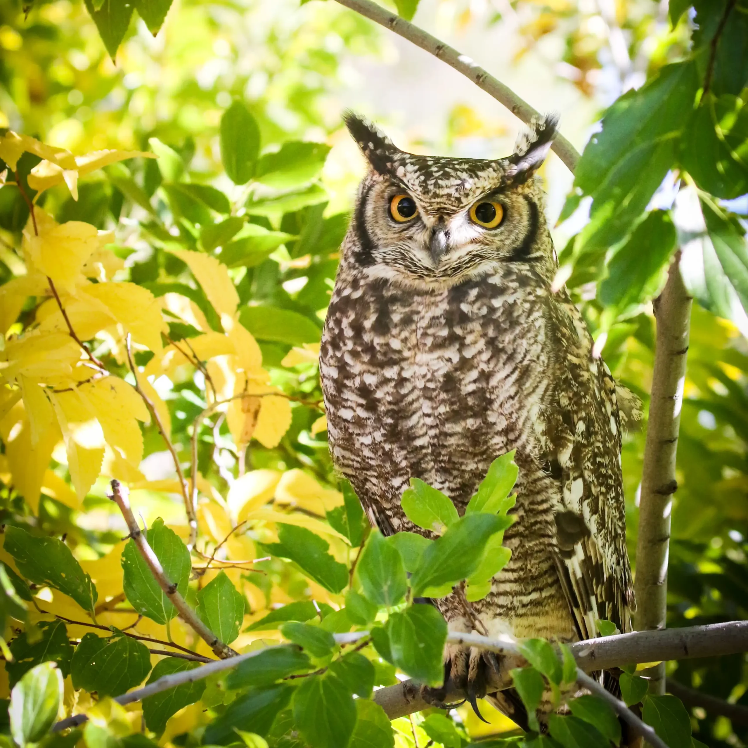 Kishindo - Bird Watching (4)