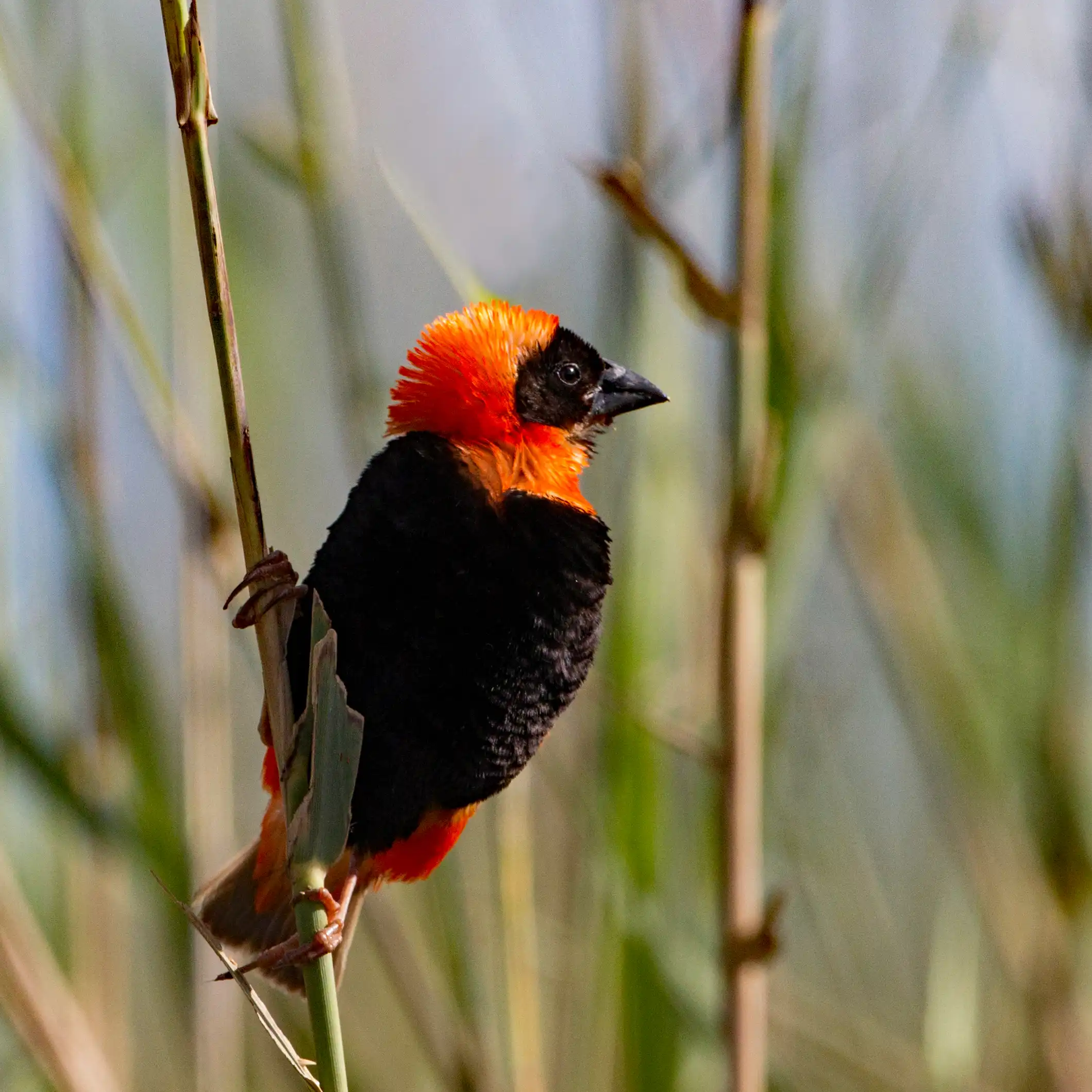 Kishindo - Bird Watching (6)