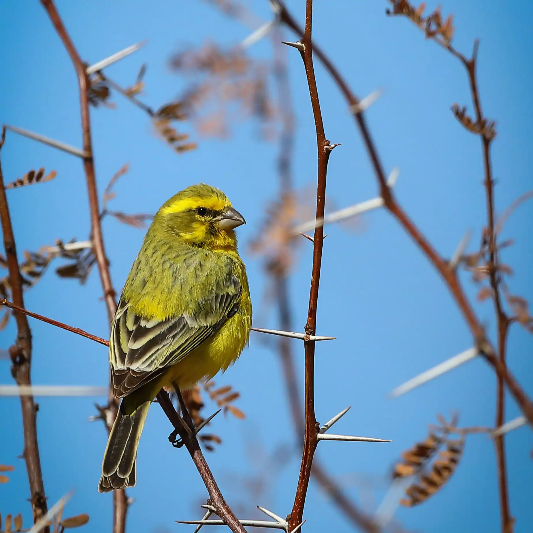 Kishindo - Bird Watching (7)