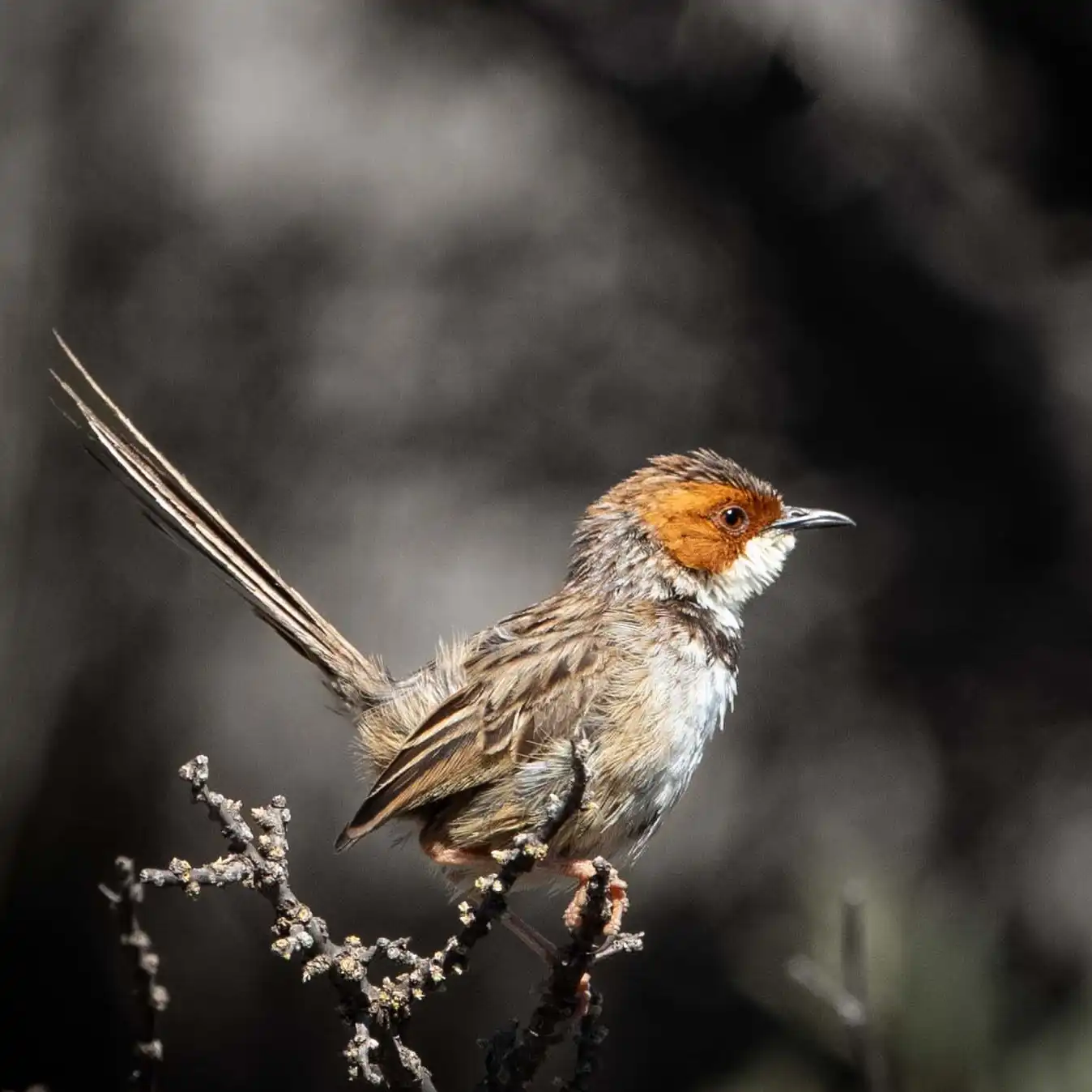 Kishindo - Bird Watching (9)