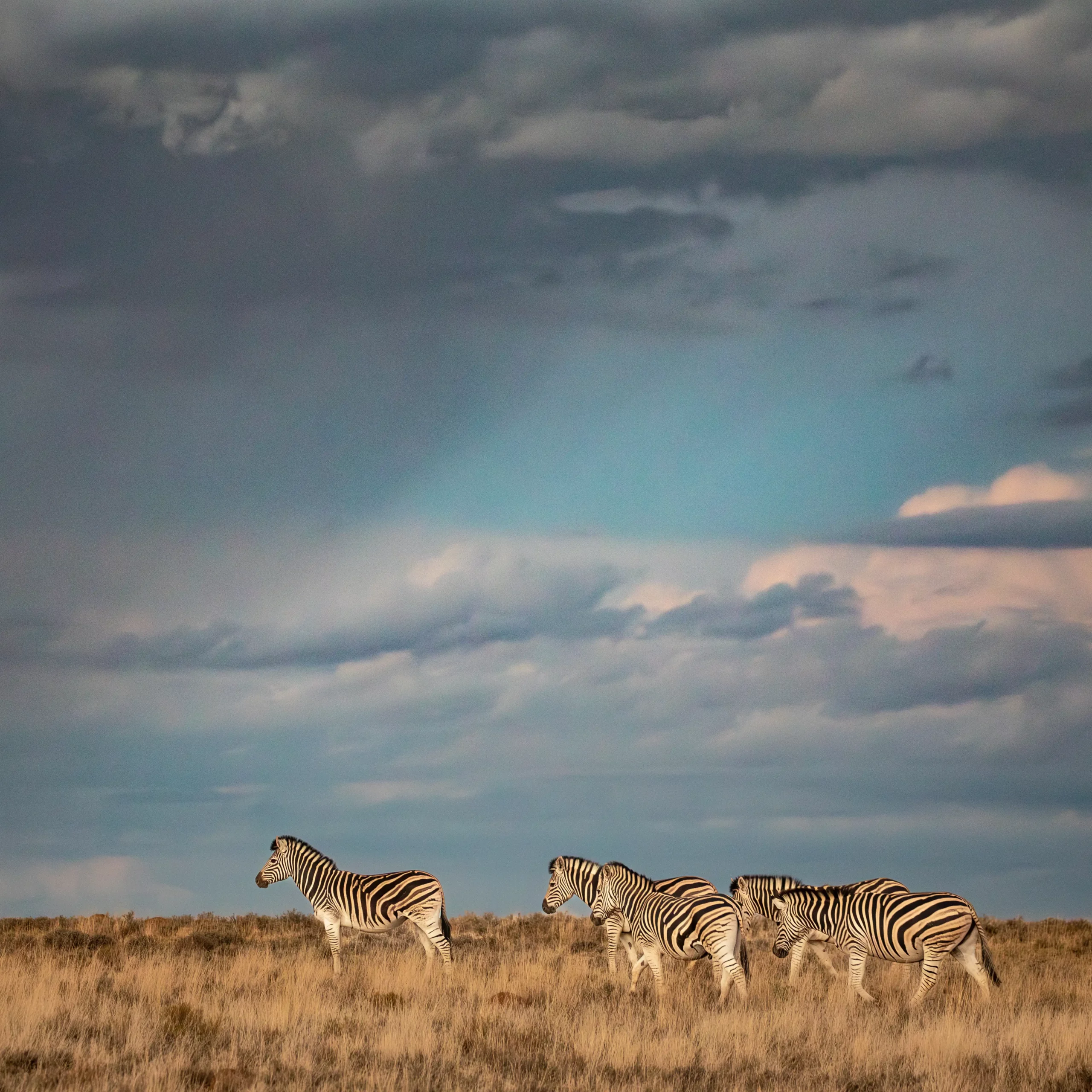 Rewilding Success