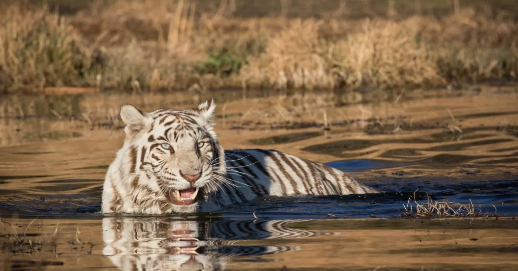 Understanding the Wild White Tiger at Kishindo
