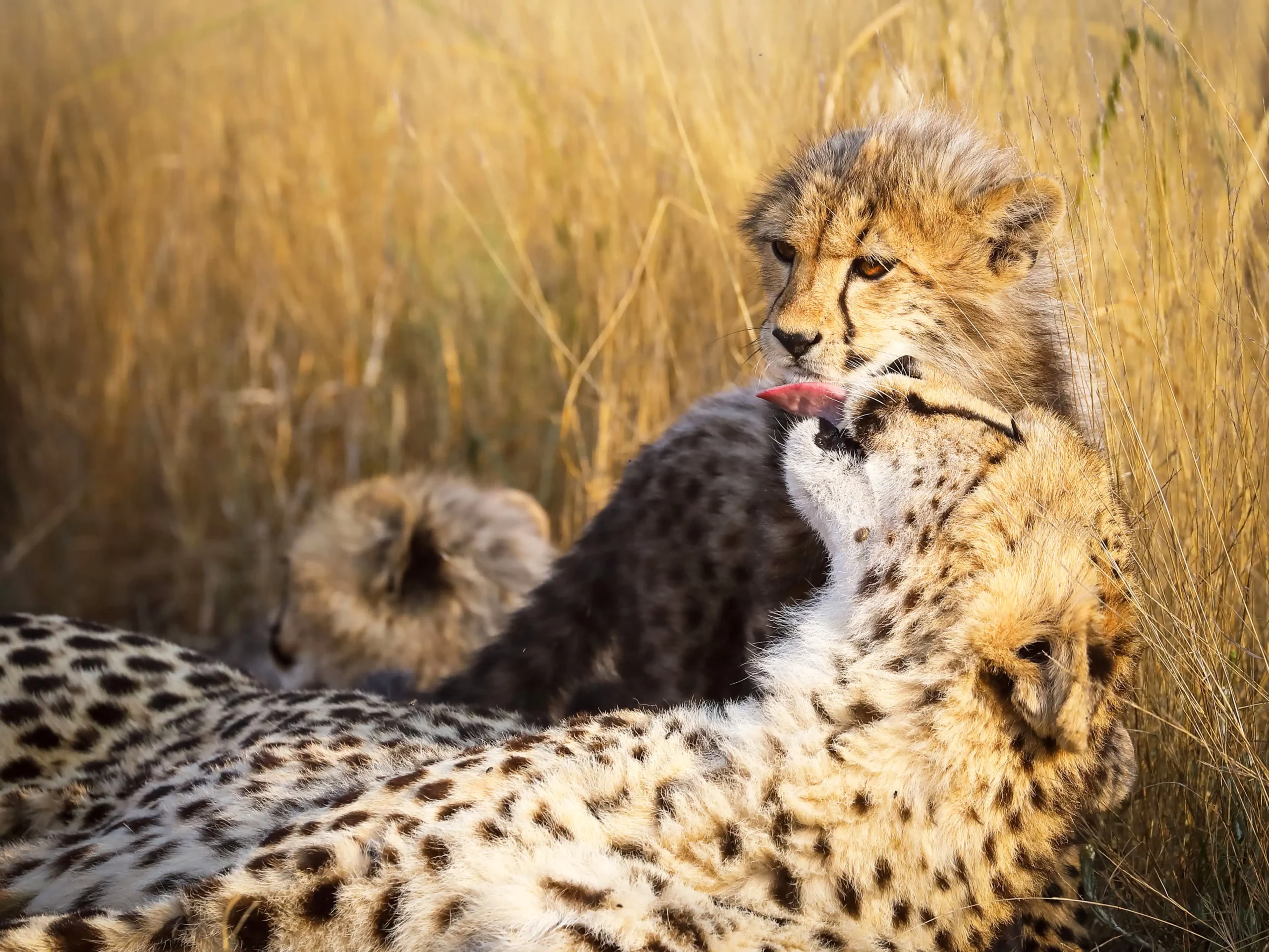 Kishindo - Cheetah Wild (13)