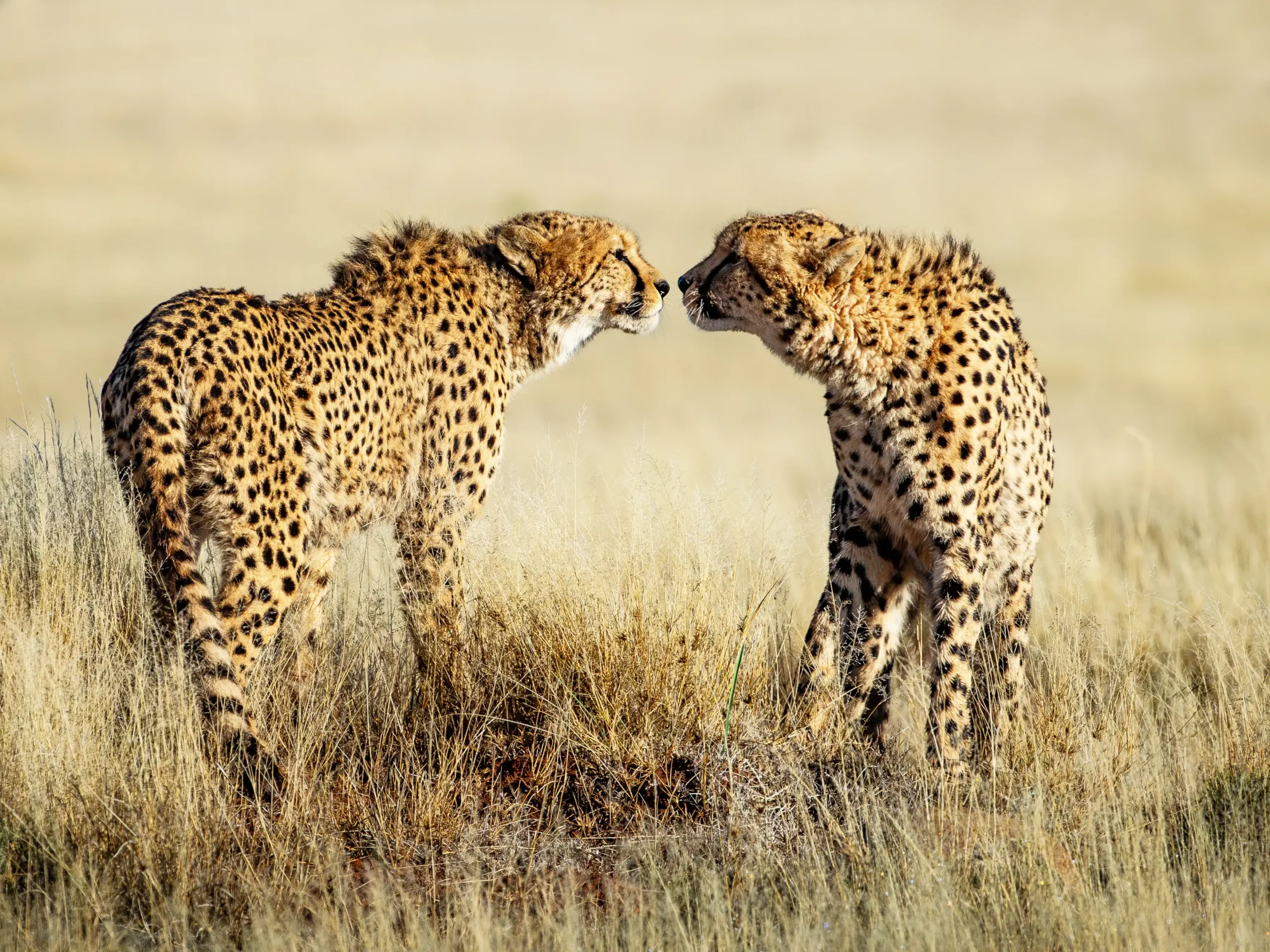 Kishindo - Cheetah Wild (2)