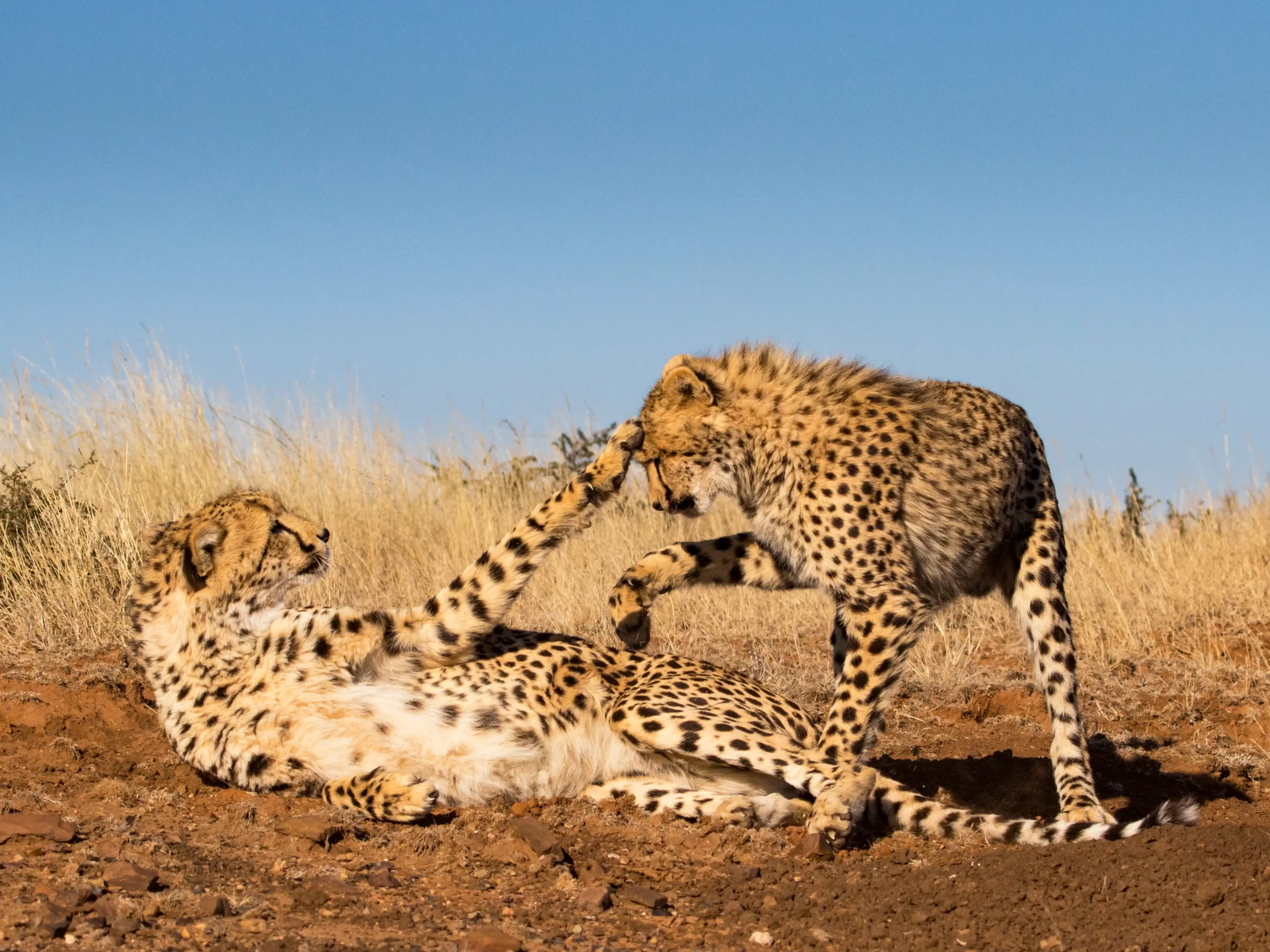 Kishindo - Cheetah Wild (3)