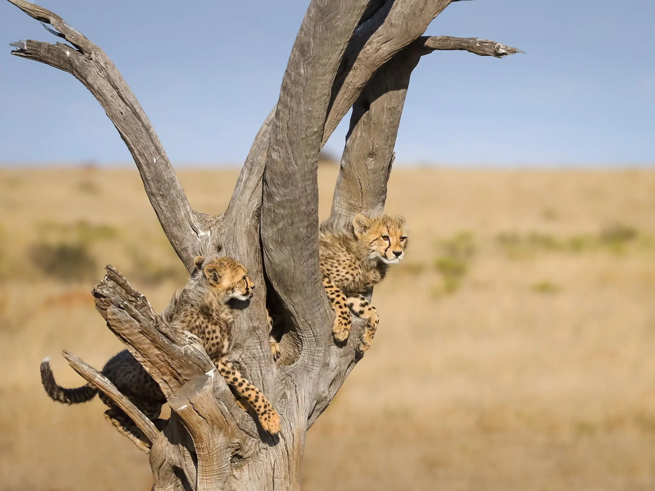 Kishindo - Cheetah Wild (4)