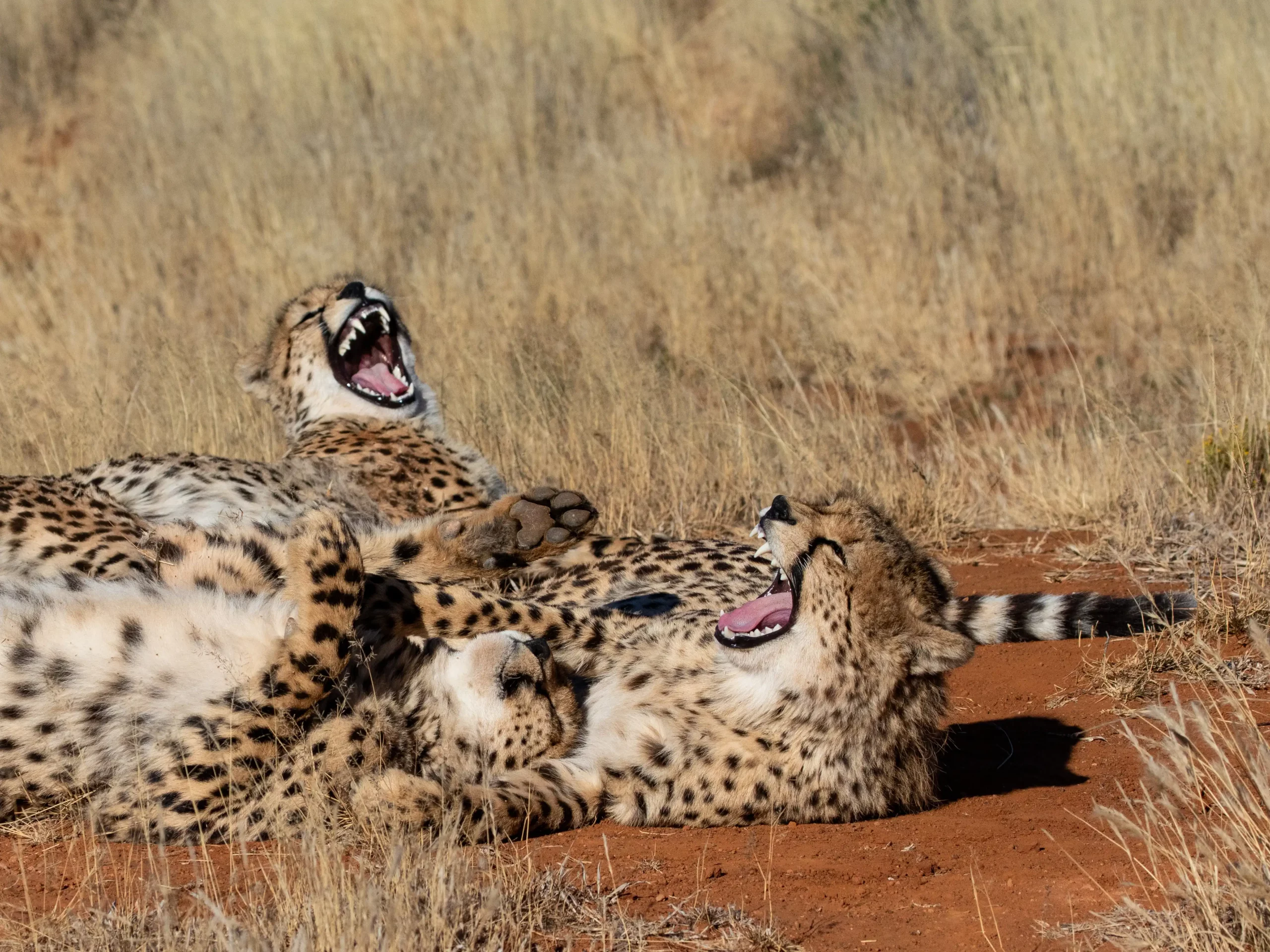 Kishindo - Cheetah Wild (5)