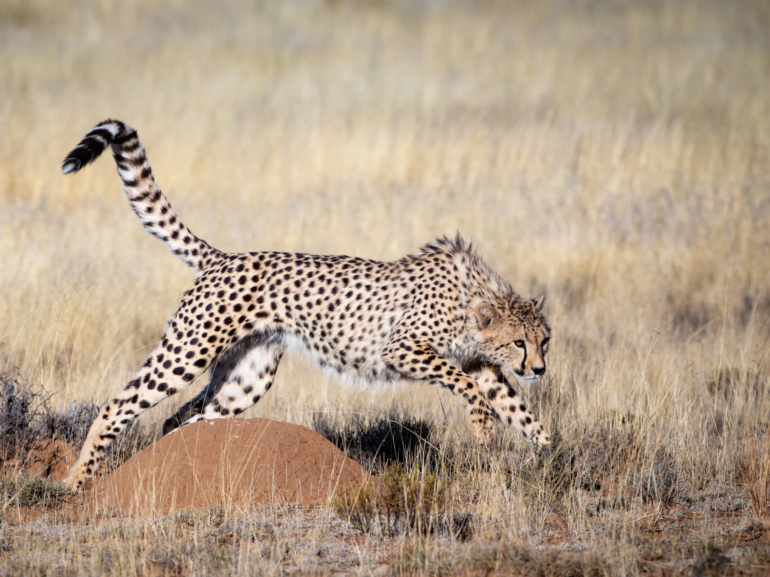 Kishindo - Cheetah Wild (6)