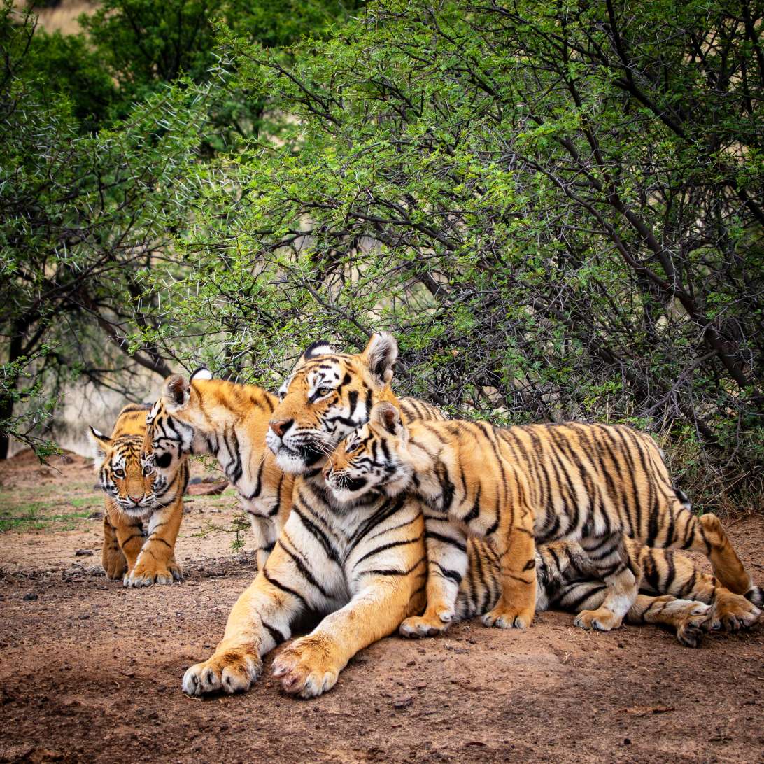 Why Africa Saves the Tiger