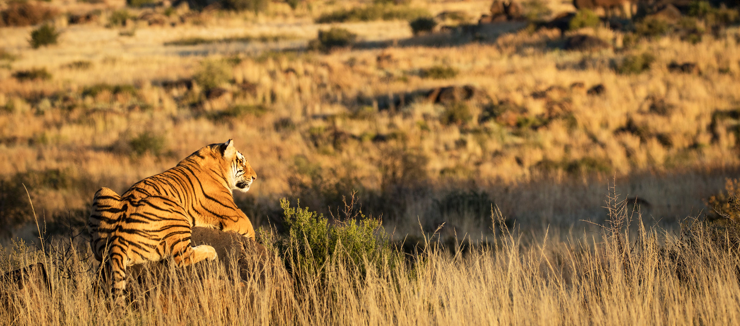 Tiger at Tiger Canyon