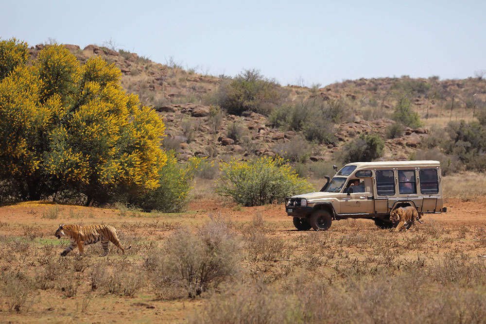 Tiger Canyon Guided Tour