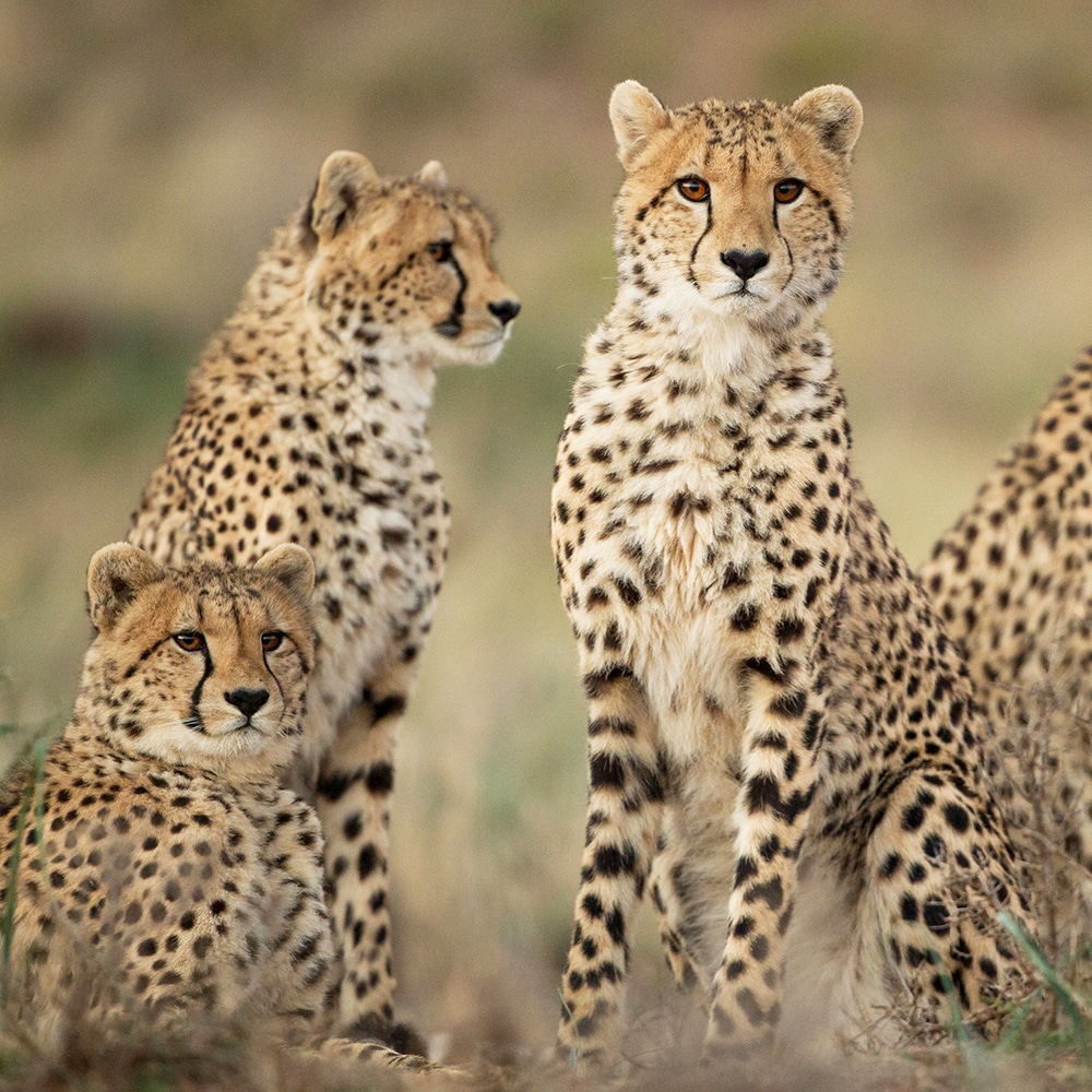 Cheetah at Kishindo Conservation Reserve highlighting wildlife conservation and endangered species protection
