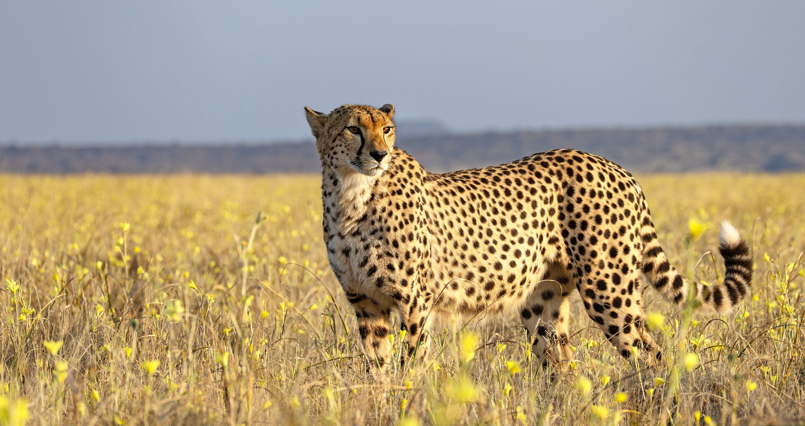 Cheetah standing alert in African savannah grassland with yellow wildflowers and open landscape in the background