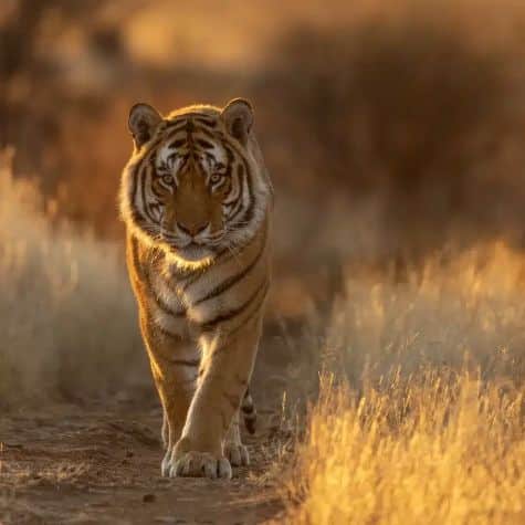 Majestic tiger walking through tall grass at Kishindo Tiger Canyon