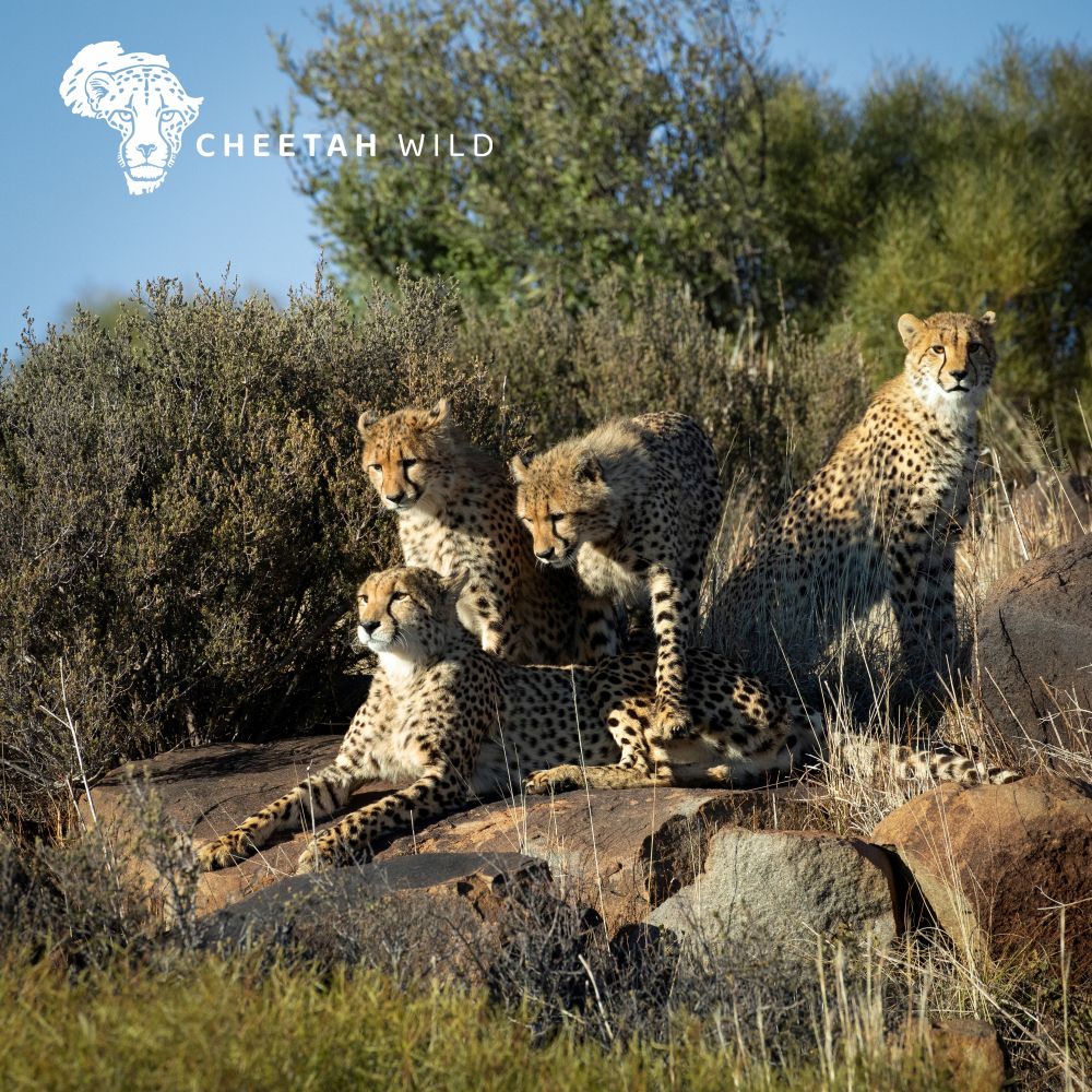 Cheetah Wild Project