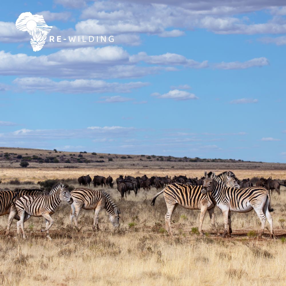 Rewilding the Karoo