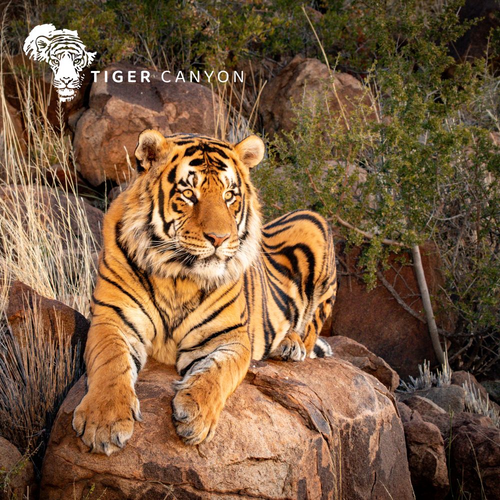 Tiger Canyon Project