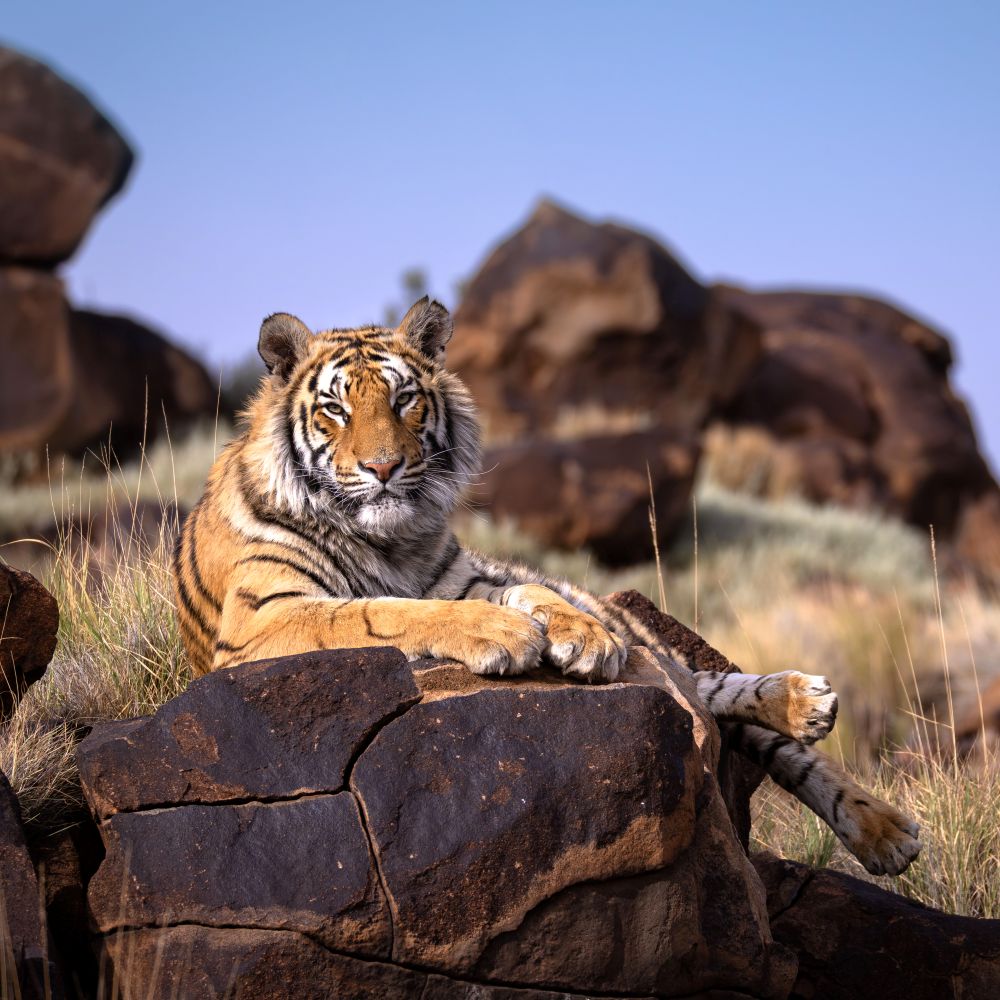 Tiger Observations