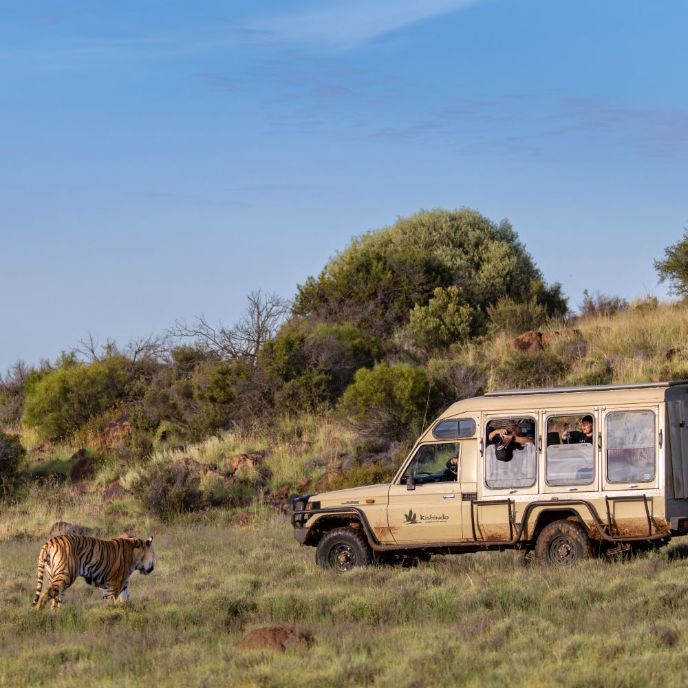 Guided Safaris
