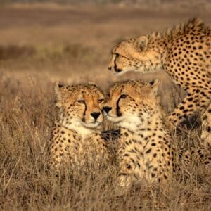 Cheetah mother and cubs in their natural habitat at Kishindo Conservation Reserve