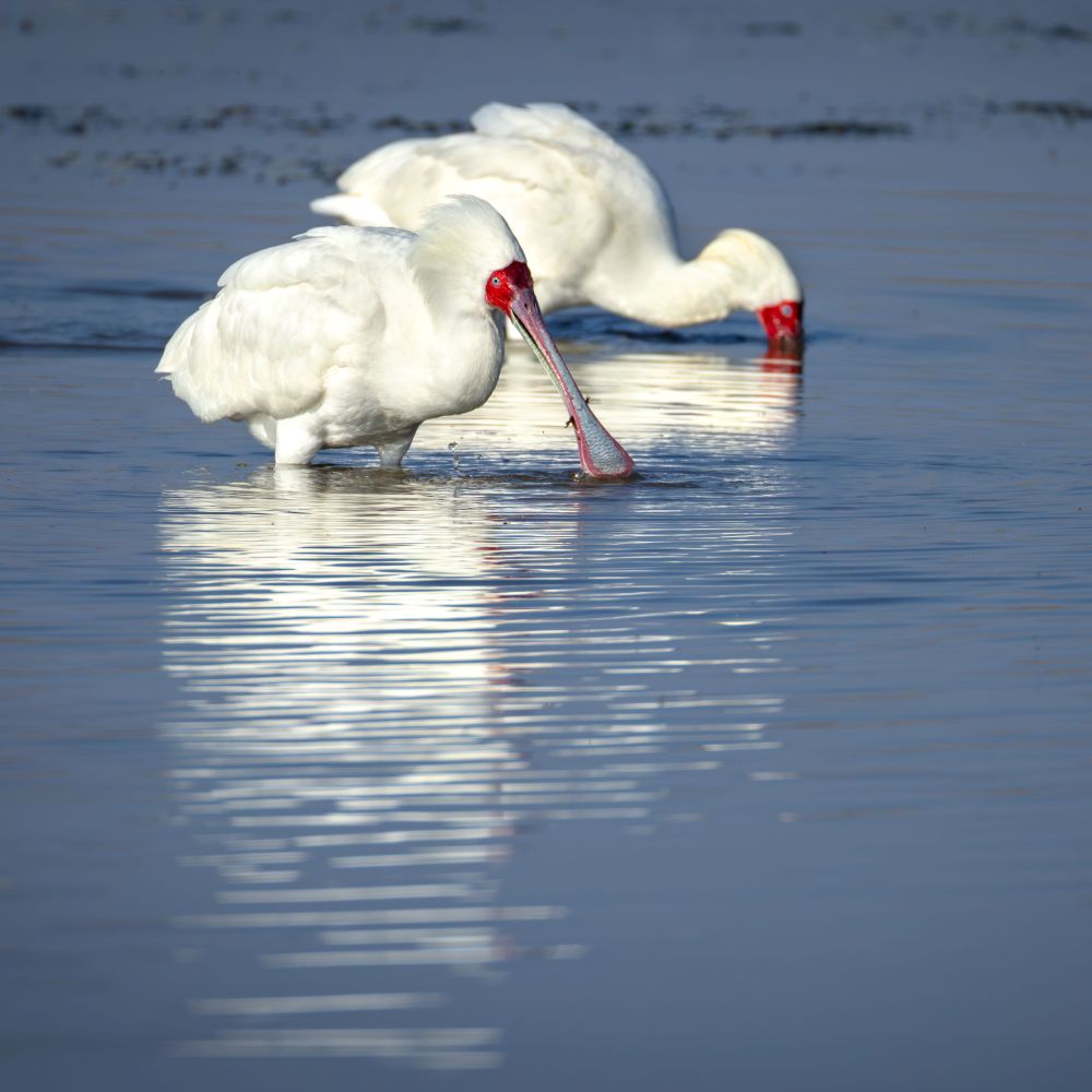 Birding