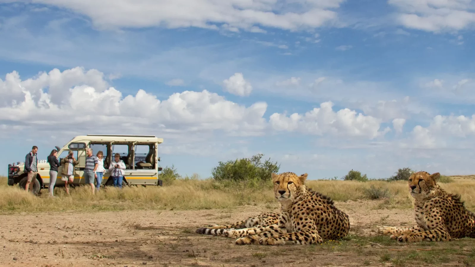 A Unique Encounter with Nature's Fastest Land Animal  