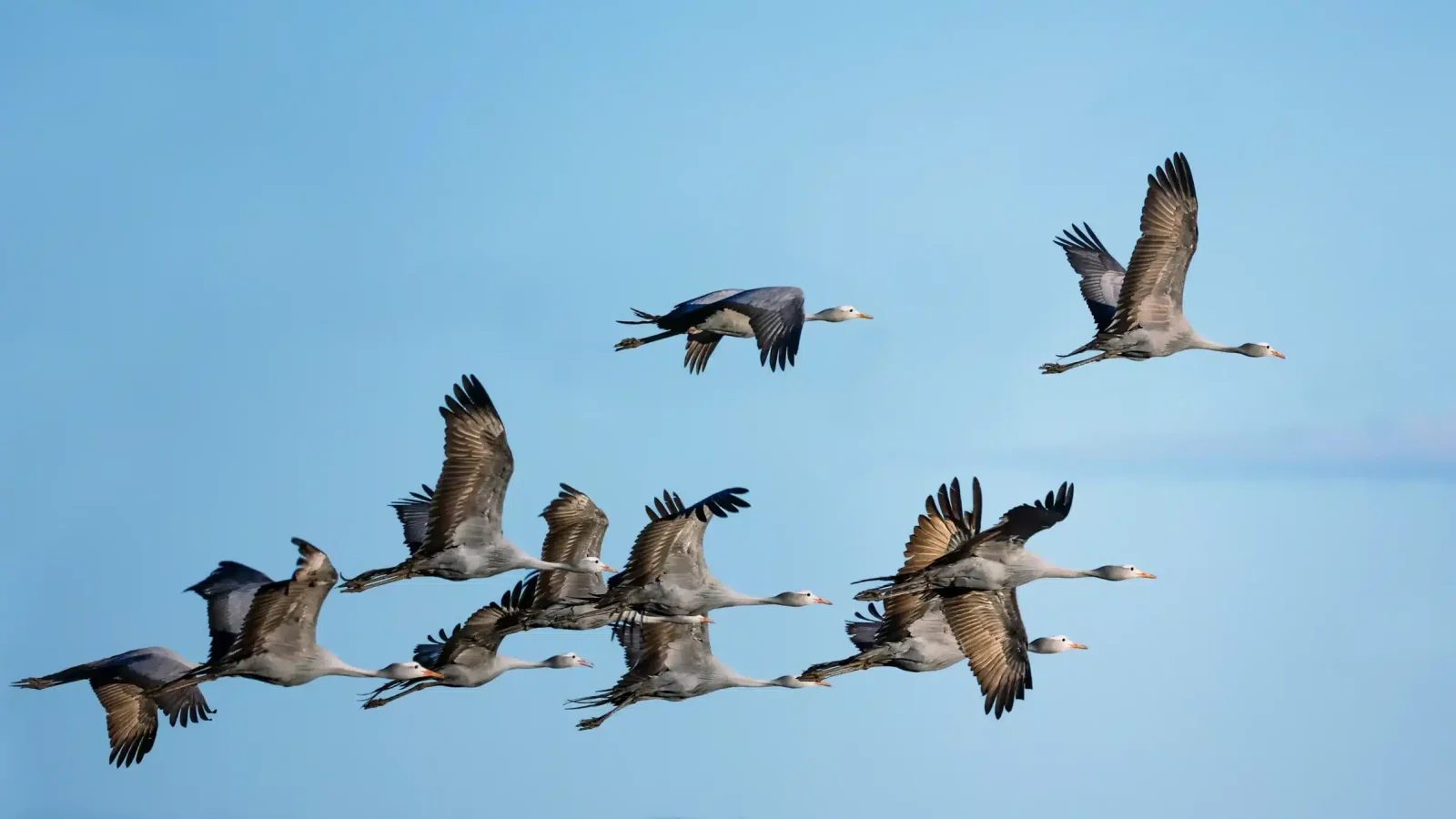 Kishindo - The Blue Crane Blog