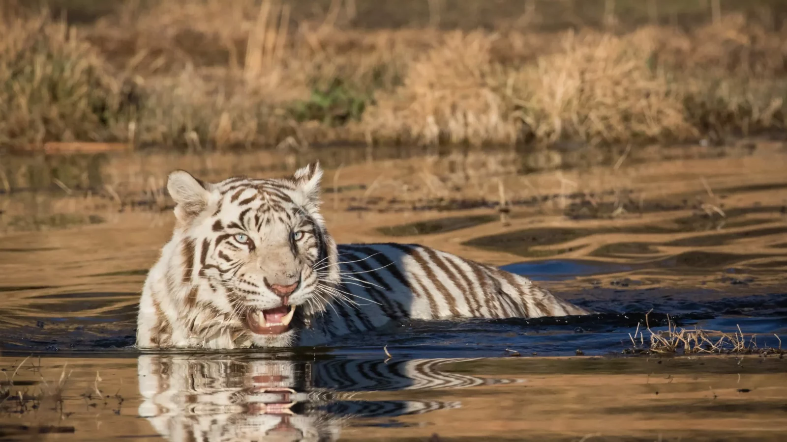 Understanding the Wild White Tiger at Kishindo